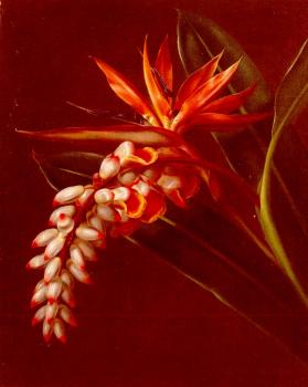 約翰 勞倫茨 延森 Bird Of Paradise 約翰 勞倫茨 延森 Bird Of Paradise